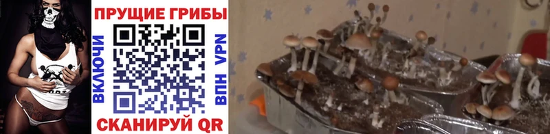 купить  цена  KRAKEN сайт  Галлюциногенные грибы Magic Shrooms  Любань 